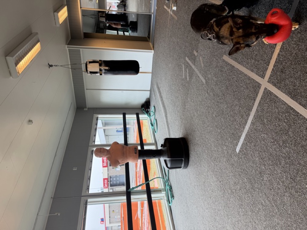 Wide gym with reflex ball and BOB