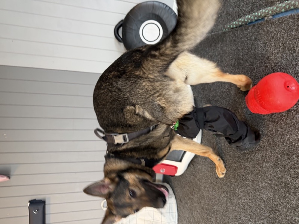 Kriger with Kong toy and strike pad