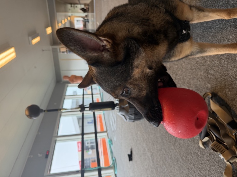 Kriger portrait close-up